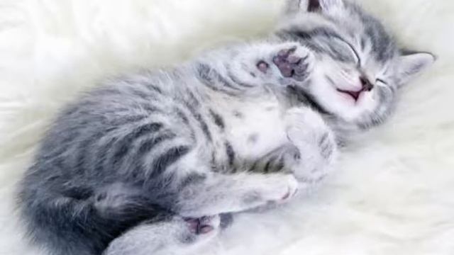 Как котенок Яша не хотел спать смотреть онлайн