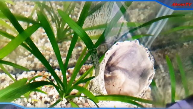 ИКРА СКАЛЯРИЙ В ОБЩЕМ АКВАРИУМЕ (ОТНЕРЕСТИЛИСЬ НА ЛИСТЬЯХ СТРЕЛОЛИСТА) смотреть онлайн