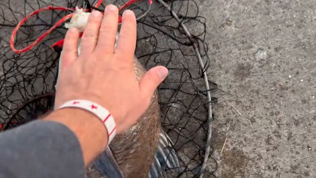 Акула, черний барабан. Shark, Black Drum catching from shore. смотреть онлайн