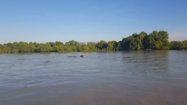Big crocs feast on buffalo in the NT смотреть онлайн