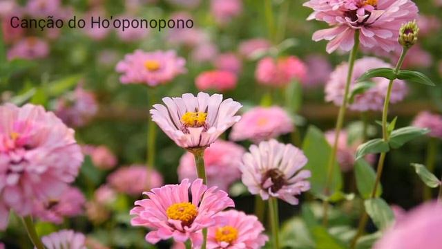 Divina Canção do Ho'oponopono / Paz / Harmonia / Limpeza de Memórias. смотреть онлайн