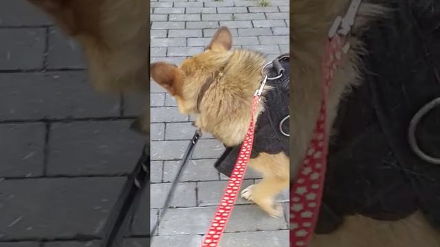 Мини овчарка) Люся сейчас полностью здорова ❤️. смотреть онлайн