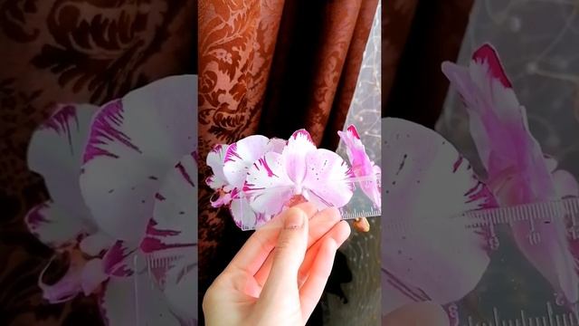 Орхидея Мэджик Арт. Обзор смотреть онлайн