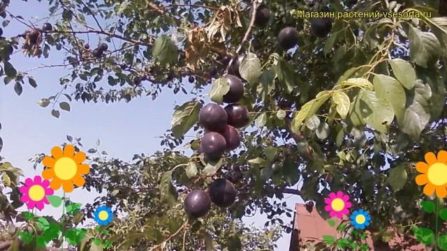 Абрикос обыкновенный Черный бархат. Краткий обзор, описание prunus armeniaca Chernyi barhat смотреть онлайн