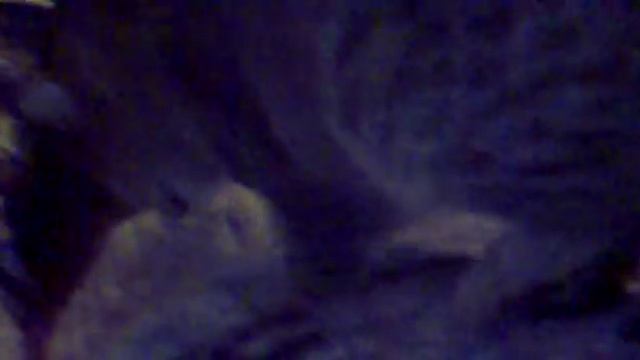 Кошка топчет четырьмя лапами смотреть онлайн
