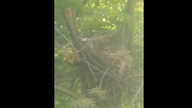 Жизнь серой вороны (day 1) смотреть онлайн