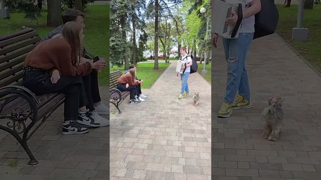 Реакция отдыхающих на баяниста! смотреть онлайн