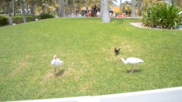 ✈️ Кормим цаплю в Мексике ✈️ смотреть онлайн