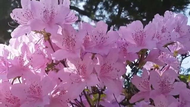 Peaceful Instrumental Music, Relaxing Nature Music 'Song Birds Of Morning