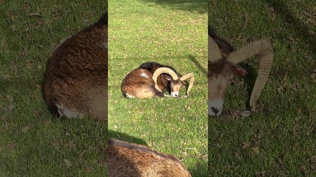 Баран животное #top #blogger #video #shorts #shortvideo #new #beautiful #вмиреживотных #vlog #баран смотреть онлайн