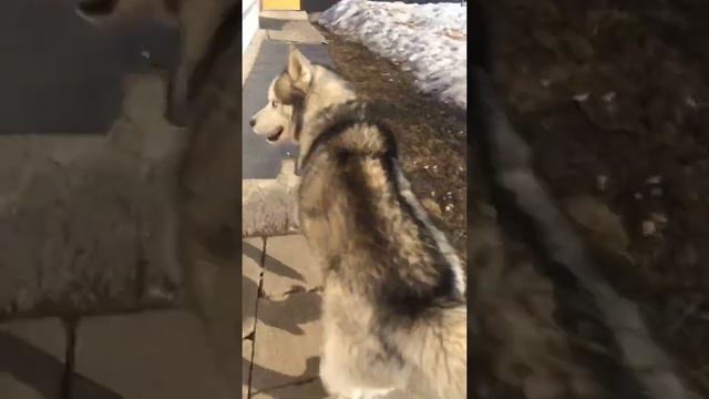 Бег с хаски смотреть онлайн