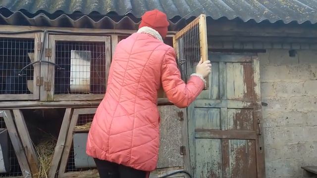 КРОЛИКИ//ВЫХОД МЯСА С ТЕРМОНДЦЕВ И ПОМЕСИ//Разведение и содержание кроликов смотреть онлайн
