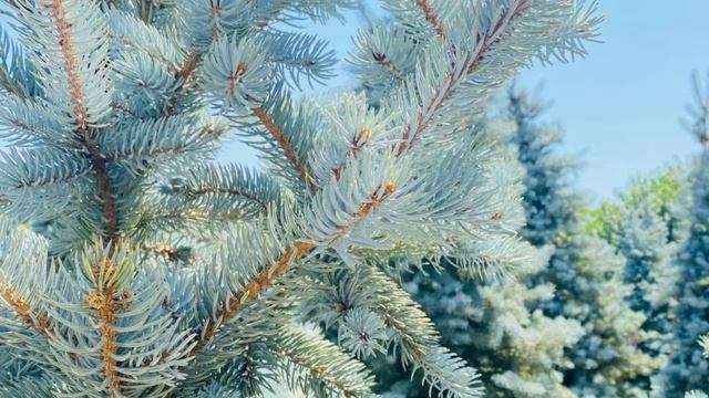 Декоративный дизайн смотреть онлайн