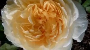 Роза Шарлотта.