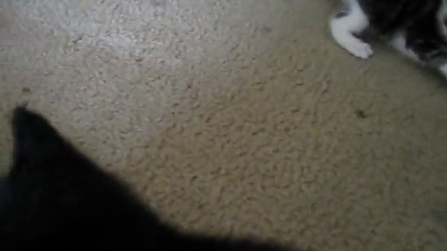 Teeny Tiny Little Kittens смотреть онлайн