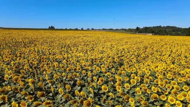 Beautiful sunflower in nature🌻🌻🌻🌻 @youtube video...... смотреть онлайн
