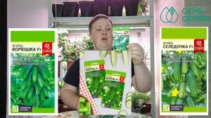 Самые урожайные! подборка огурцов от Бориса Борисова!