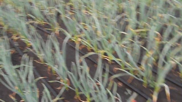 Болезни чеснока. фузариоз. гниль донца чеснока. смотреть онлайн