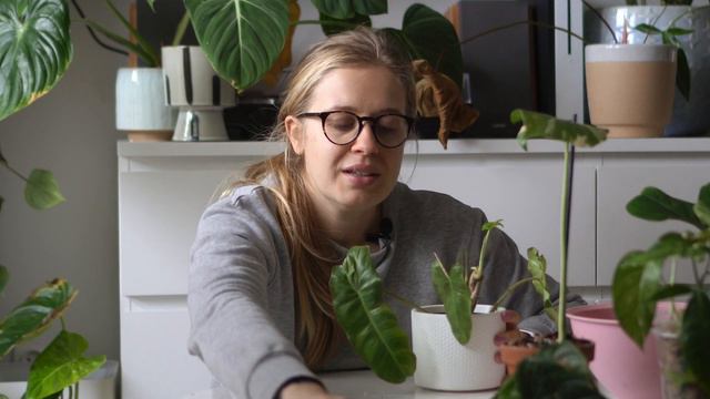 🌱🔪 Roślinne porządki - philodendron mamei, syngonia i scindapsusy смотреть онлайн