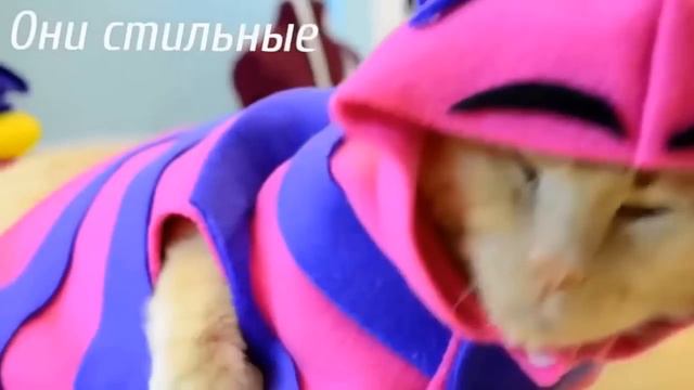 Пора завести кота) смотреть онлайн