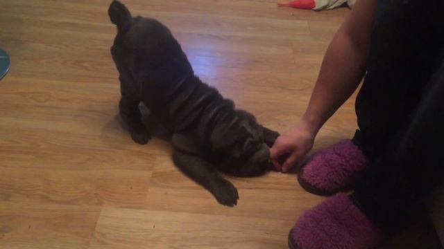 Учим команды. Дрессировка Шарпея. смотреть онлайн