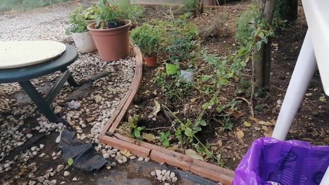Видео для котиков. "Маленький воробей обжорка" ?? #испания #деревня смотреть онлайн