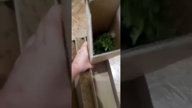 туя видео светлана смотреть онлайн