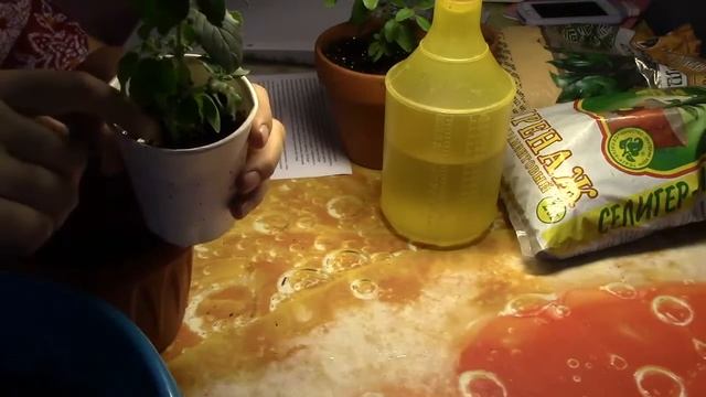 Пересадка небольшой Туласи смотреть онлайн