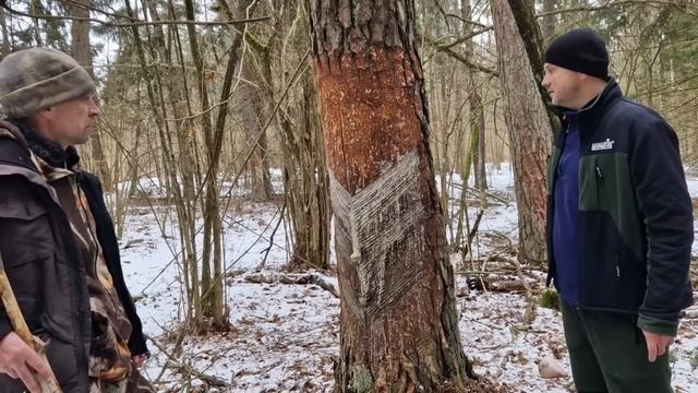 Путешествие в бескрайний лес, где водится множество диких животных. Рога найти мы только мечтали смотреть онлайн