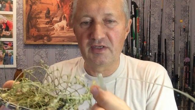 #174. Пуговка на кормаке смотреть онлайн