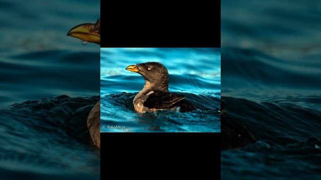 Тупик носорог, или рогатый тупик