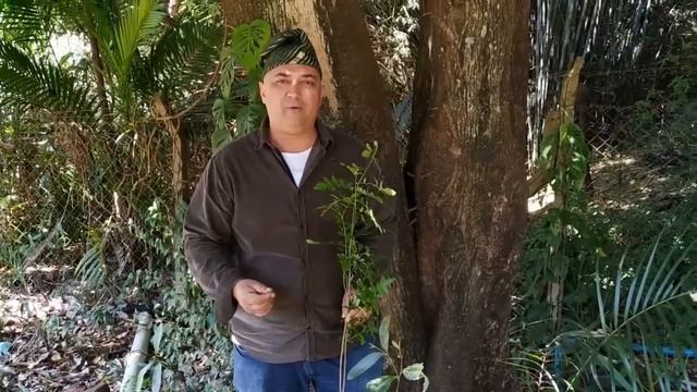 (Schinus terebinthifolia)Aroeira vermelha ou aroeirinha... смотреть онлайн