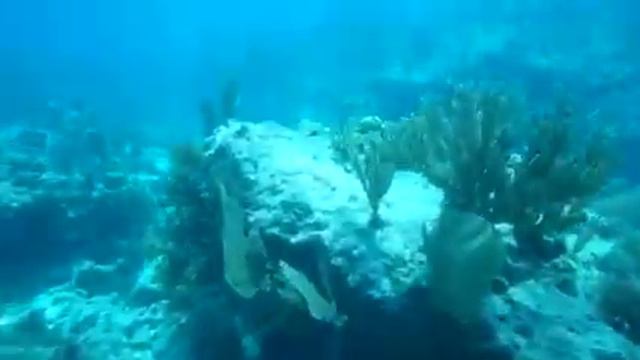 Shark Passing on Molasses Reef, Key Largo, FL смотреть онлайн