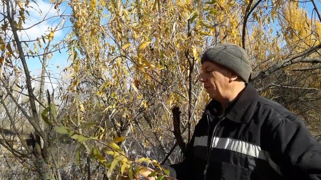 Ива для плетения Заготовка ивовых прутьев.Ива остролистная смотреть онлайн
