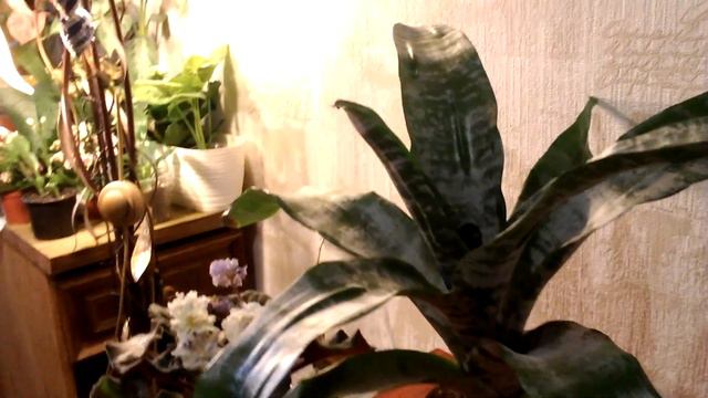 И что же я купила...и зачем...Как не надо выбирать растения смотреть онлайн