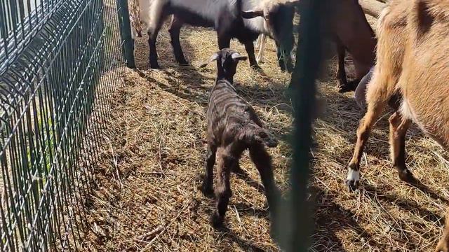 Новая козочка. Поменяли собаку. смотреть онлайн