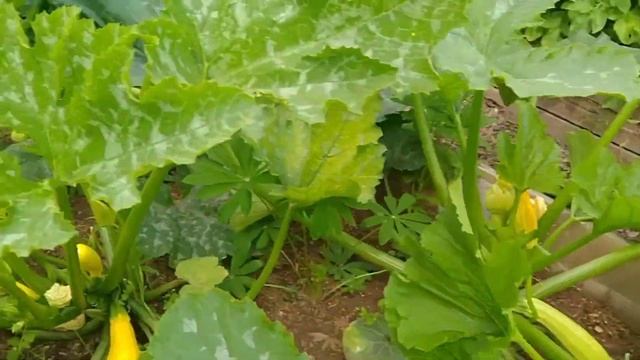 Баклажаны пасынкую. Начались заготовки.     17.07.22.