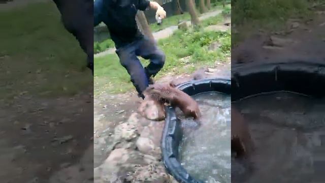 CAM03290 - выдра и перчатка смотреть онлайн