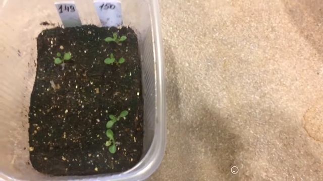 ПЛАТИКОДОН 20.02.18 смотреть онлайн