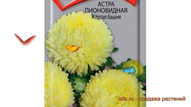 Астра пионовидный Желтая башня (zheltaya bashnya) ? обзор: как сажать, семена астры Желтая башня смотреть онлайн