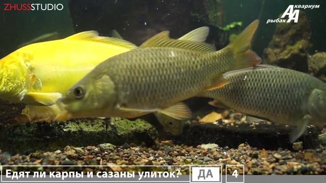 Аквариум рыбака выпуск 5. Сазаны и карп кои едят улиток. смотреть онлайн
