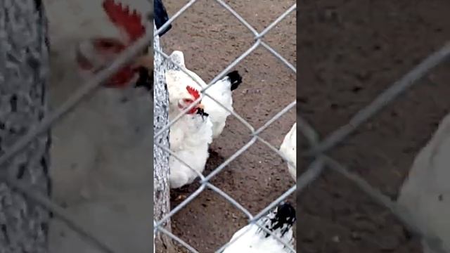 Вот ета порода курей дае по 2 желтка в яйце смотреть онлайн