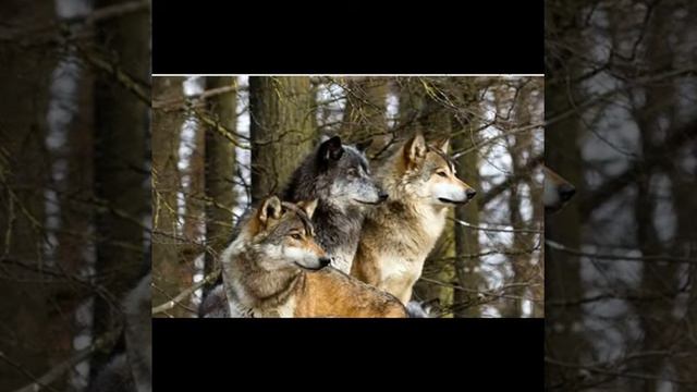 3 wolf и значит 3 друга смотреть онлайн