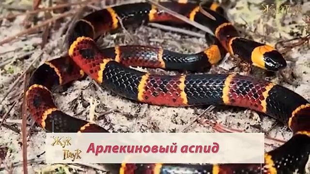 ЗМЕИ - УБИЙЦЫ. 5 Самых опасных и ядовитых змей смотреть онлайн