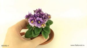 Крошечная цветущая фиалка - АВ-Ежик в Тумане
