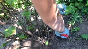 Летняя обрезка смородины. Как обрезать смородину.