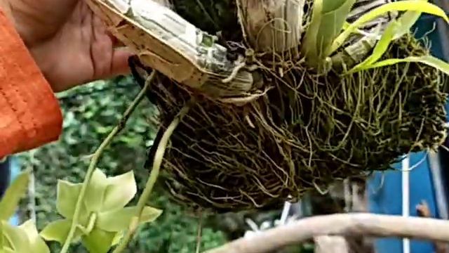 Clowesetum Black Jade