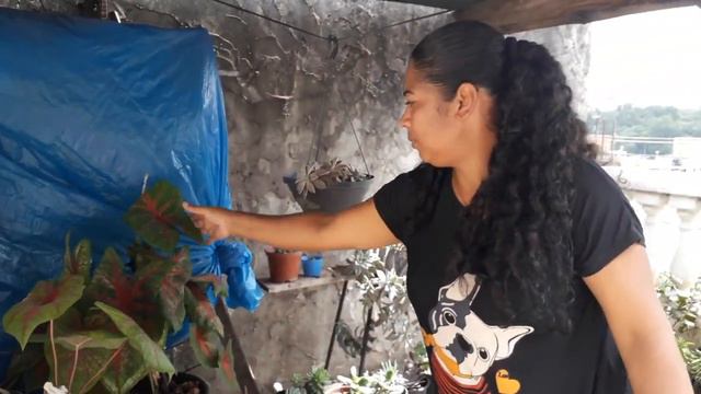 MOSTRANDO MEUS CALADIUMS смотреть онлайн
