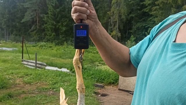 Результаты забоя гуся и уток. смотреть онлайн