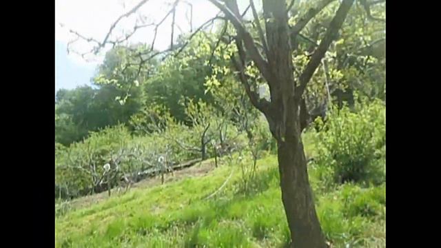 Мой Сад. Мои коты. Смотреть видео онлайн скачать. смотреть онлайн